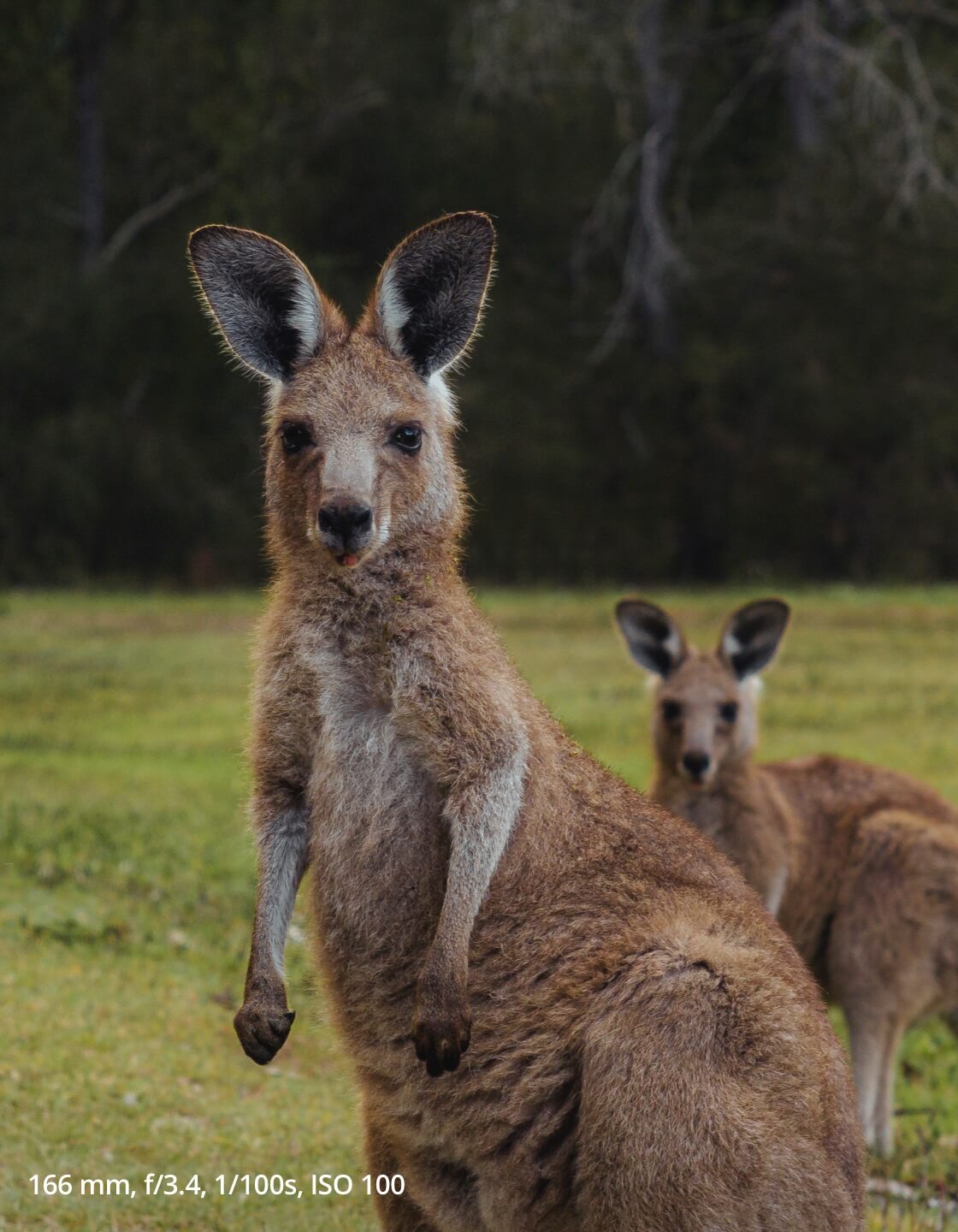 166 mm, f3.4. 1/100s, ISO 100 photo of a kangaroo taken on the 1/2